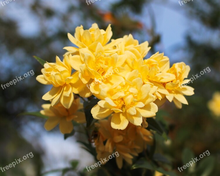 Climbing Rose Rose Blossoms Yellow Small Nature