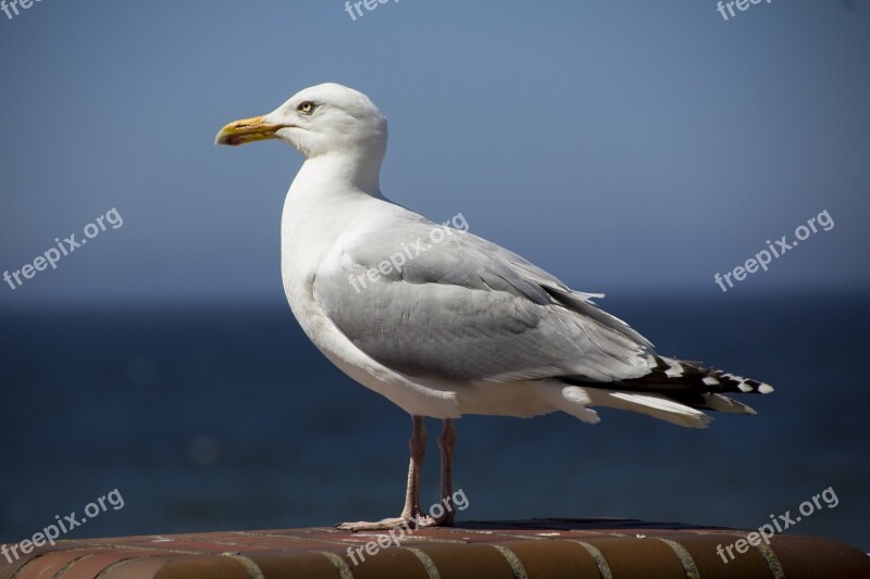 Sylt Westerland North Sea Vacations Seagull