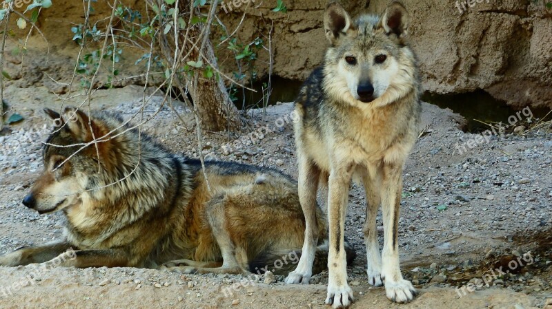 Wolves Animals Predator Nature Carnivores