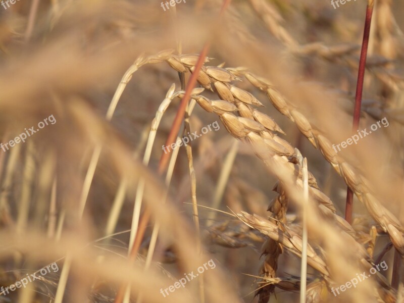 Cereals Spelt Wheat Free Photos