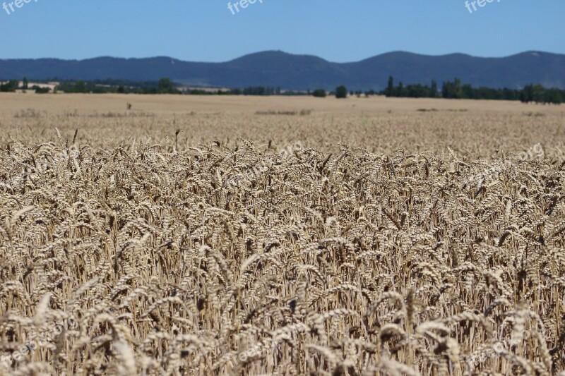 Field Rye Country Harvest Nature