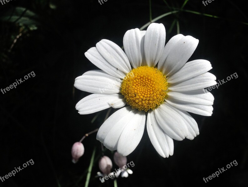 Flower Margarite Nature Free Photos