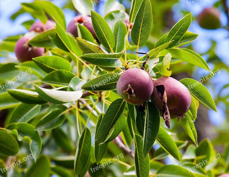 Apple Tree Apple Tree Fruit Fruit Trees