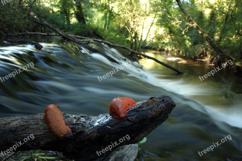 River Slug Orange Free Photos