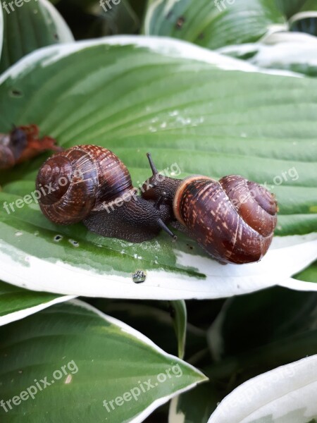 Snail Macro Nature Grass Shell