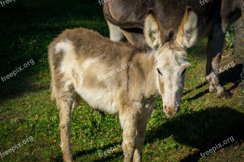 Donkey Meadow Animals Beast Of Burden Graze