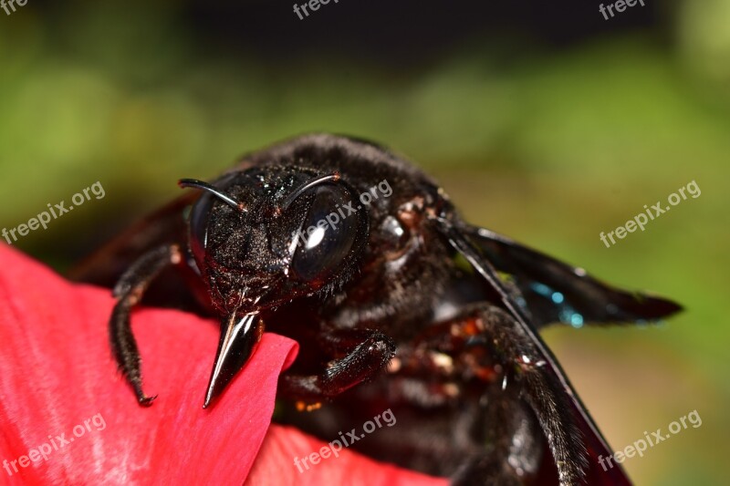 Black Insects Macro Indian Close Up Wildlife