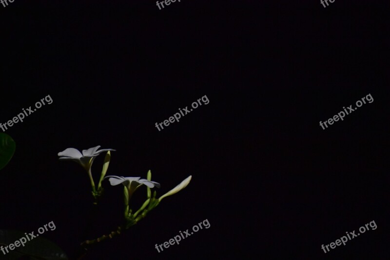 Dark Glowing Flower Night Flower White Flower India Dark