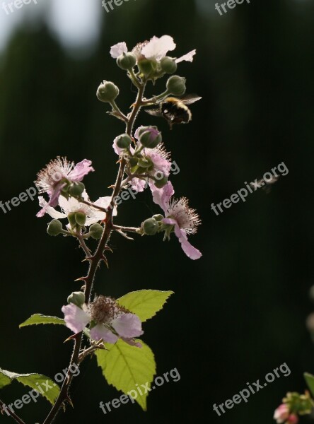 Nature Blossom Summer Flower Flora