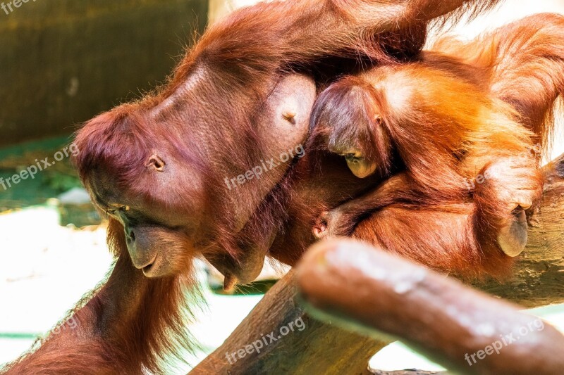 Orang Utan Monkey Primate Orangutan Animal