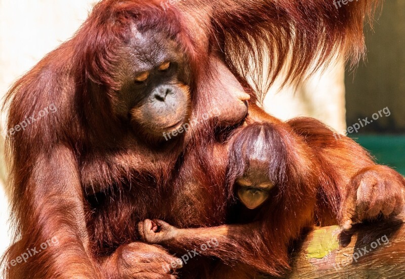 Orang Utan Monkey Primate Orangutan Animal