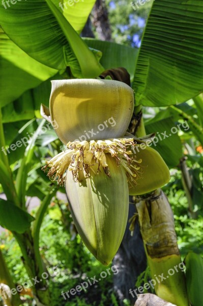 Fiber Banana Banana Blossom Bloom Plant