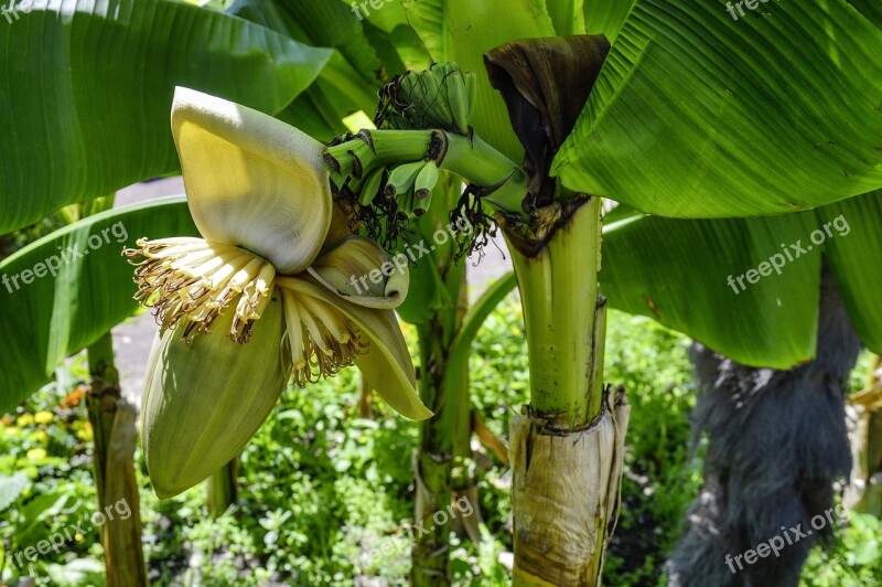 Fiber Banana Banana Blossom Bloom Plant