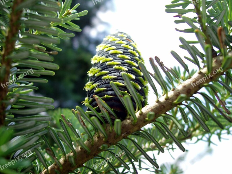 Tap Pine Cones Close Up Free Photos