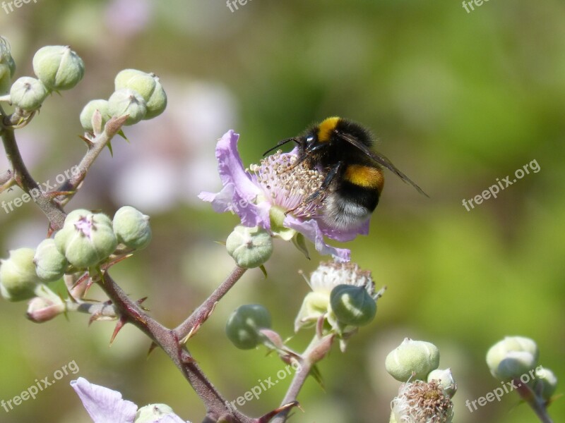 Drone Bumblebee Libar Flower Of Blackberry Bombus