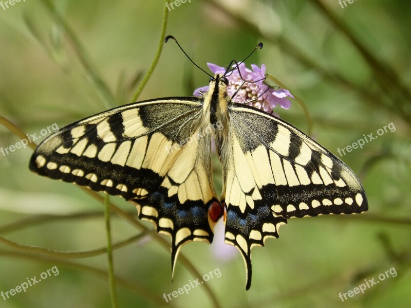 Machaon Butterfly Queen Papilio Machaon Detail Flower