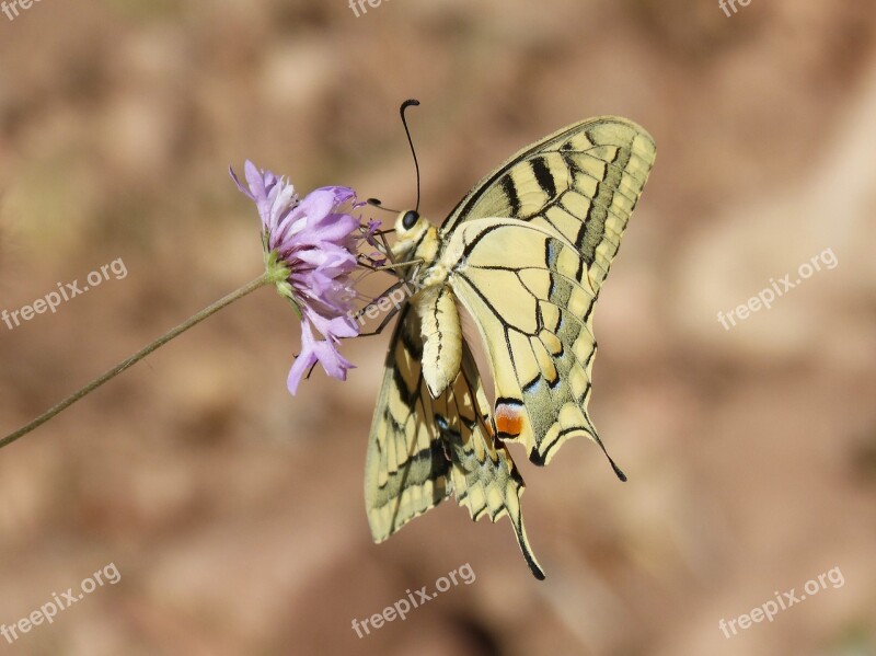 Machaon Butterfly Queen Papilio Machaon Detail Flower