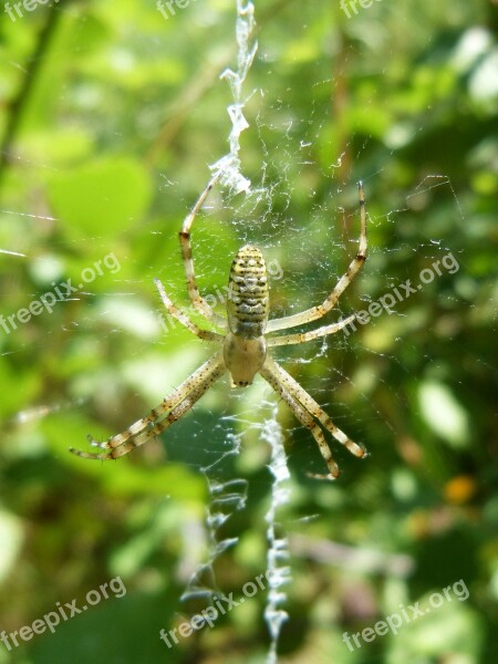 Spider Web Detail Araneus Diadematus Free Photos