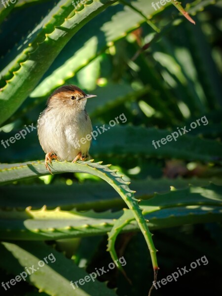 Bird Robin Warbler Flycatcher Nature