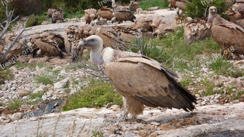 Griffon Vulture Sierra De Guara Spain Free Photos