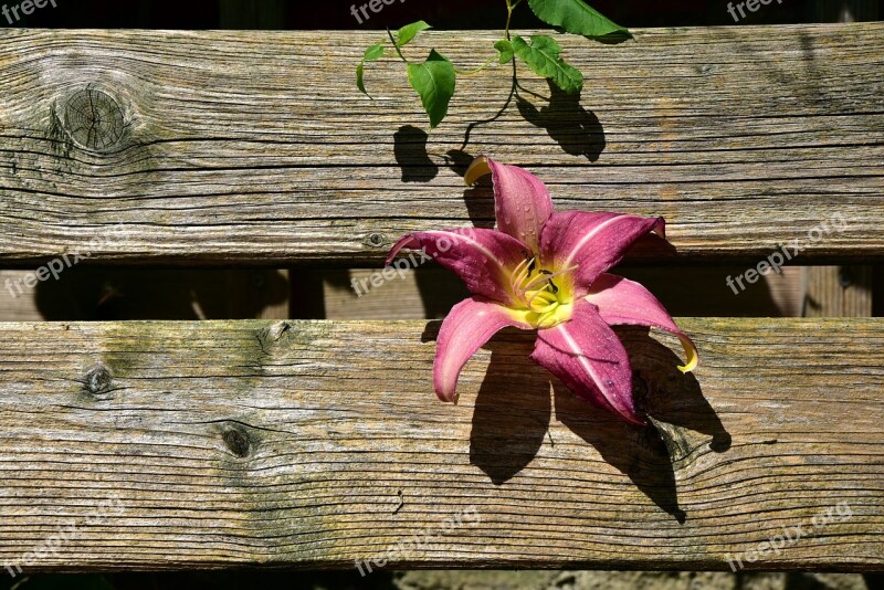 Lily Wood Boards Nature Overgrown