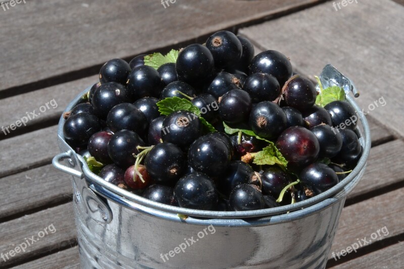 Black Currants Fruit Healthy Summer Bio