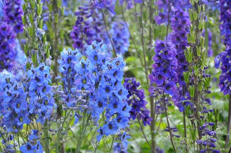 Flower Blue Purple Garden Nature Violet