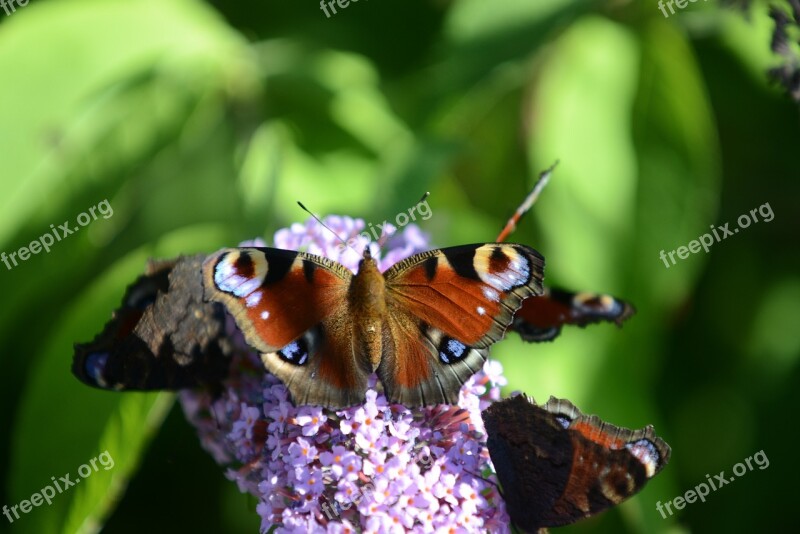 Peacock Butterfly Peacock Butterfly Close Up Nature