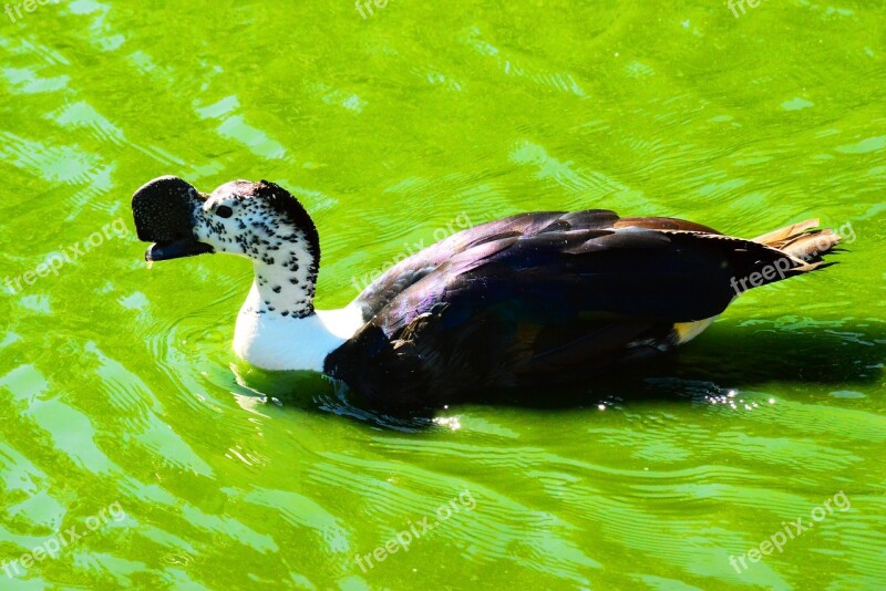 African Comb Duck Knob-billed Duck Male Tropical Wetlands Silent Duck