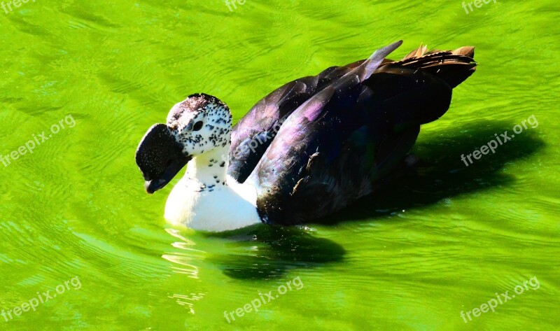 African Comb Duck Knob-billed Duck Male Water Bird Silent Duck