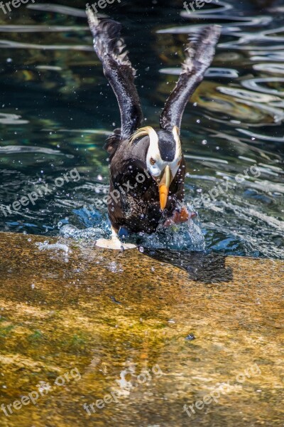 Puffin Bird Colorful Aquatic Animal