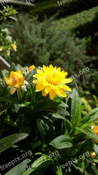 Italicum Summer Meadow Close Up Yellow Flowers