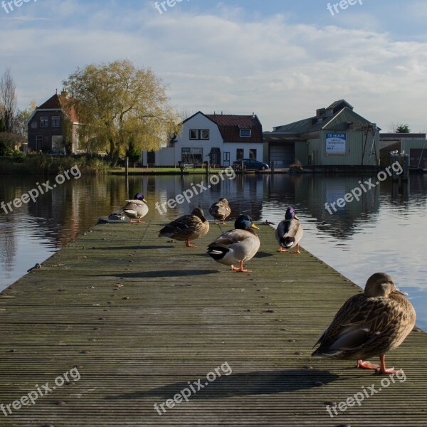 River Duck Scaffolding Free Photos