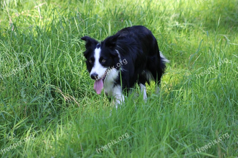 Border Collie Collie Field Grass Dog