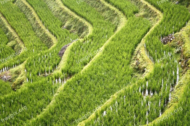 China Rice Fields Guillin Dragon Rice Terrace Longji Rice Terraces