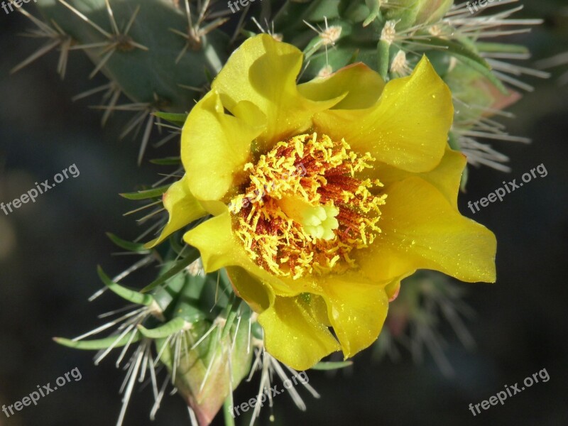 Cactus Flower Desert Plant Nature