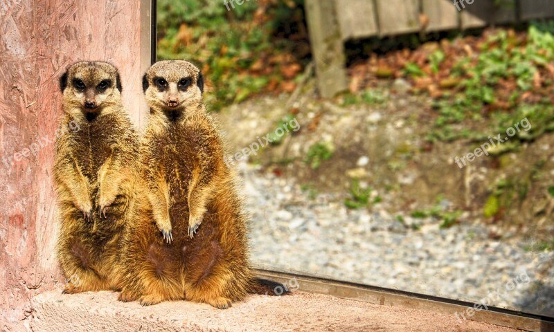 Meerkat Zoo Animal Cute Mammal