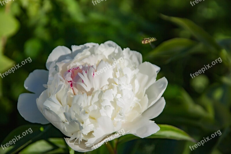 Nature Flower Peony White Flora Summer