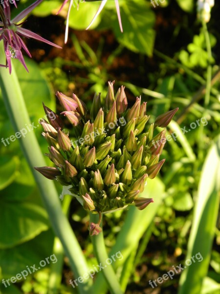 Ornamental Onion Flower Allium Bloom Blossom