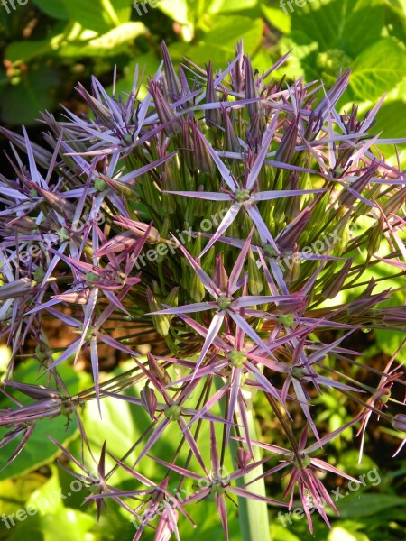 Ornamental Onion Flower Allium Bloom Nature