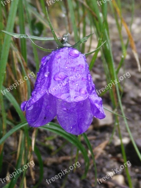 Bellflower Campanula Purple Alpine Plant Flower