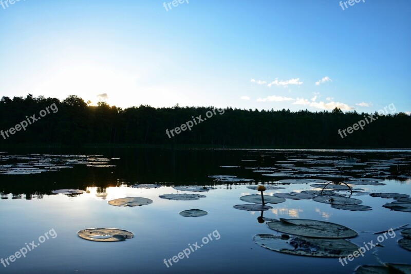 Holidays Dawn Reflex Water Lilies Free Photos