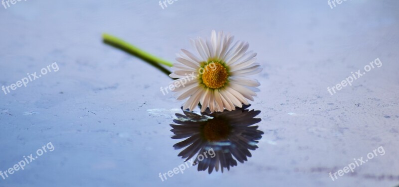 Daisy Flower Bloom Yellow White