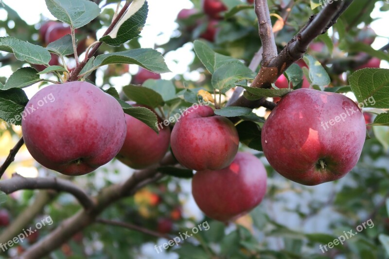 Apples Red Apples Apple Tree Free Photos