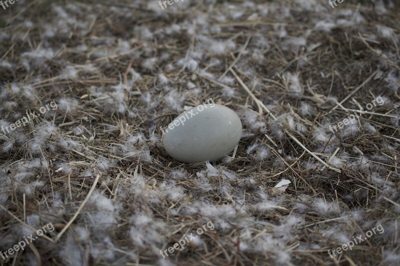 Swan's Egg Swan Nest Swan's Nest Breed