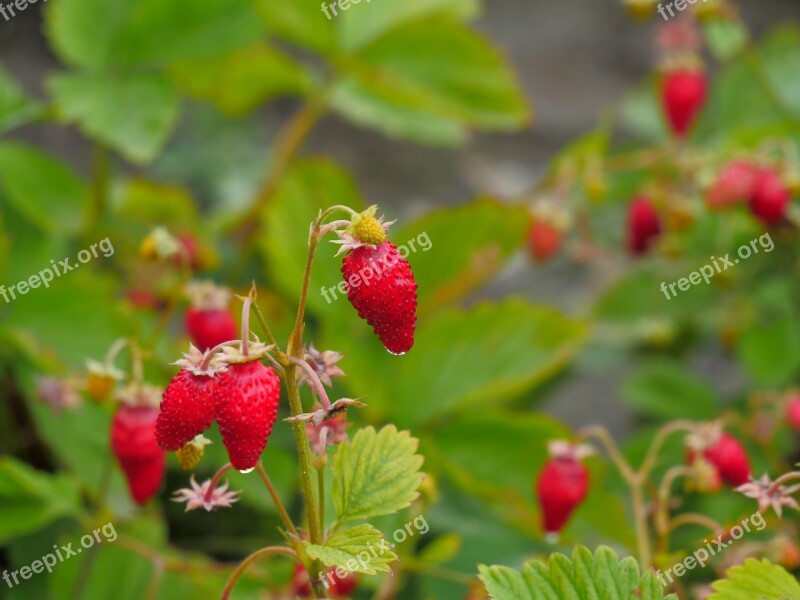 Wild Strawberry Forest Berry Red Glade