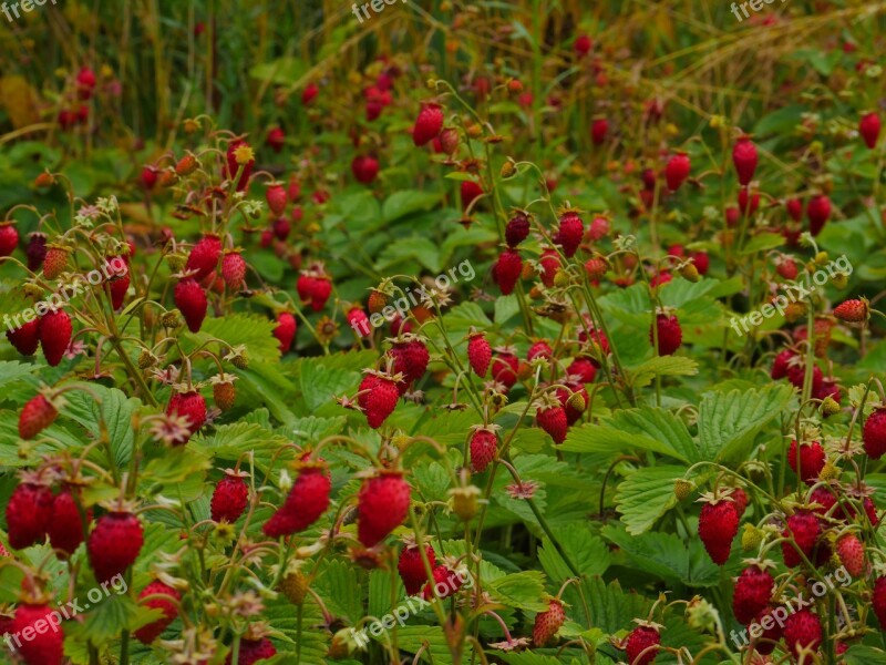 Wild Strawberry Berry Red Glade Summer