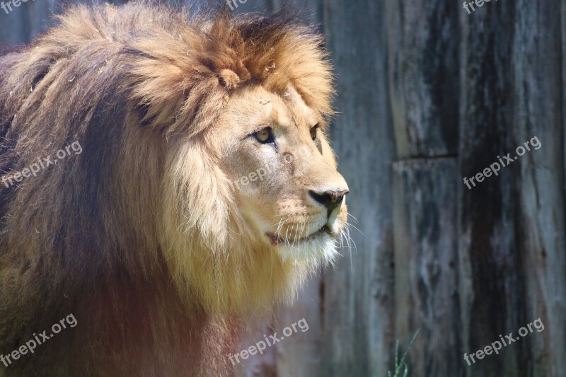 The Lion Mane Cat Predator Mammal