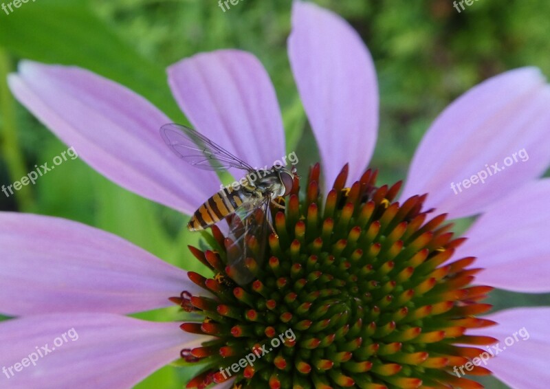 Coneflower Hoverfly Close Up Insect Blossom