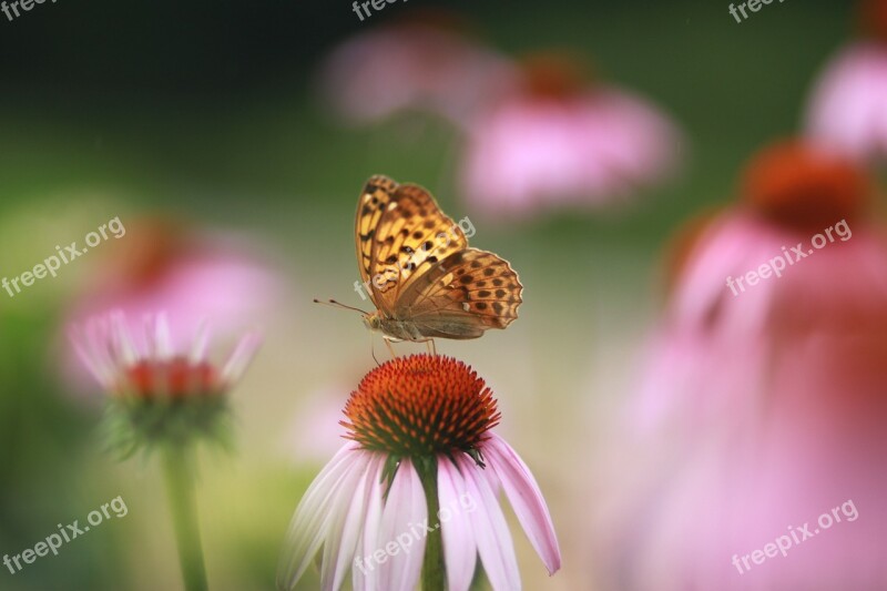 Flowers Nature Plants Petal Often A Database To Find